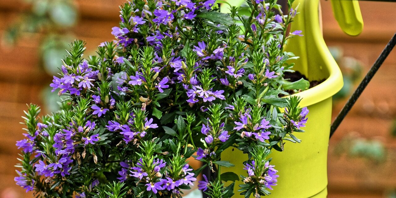 yellow hanging planter with purple flowers