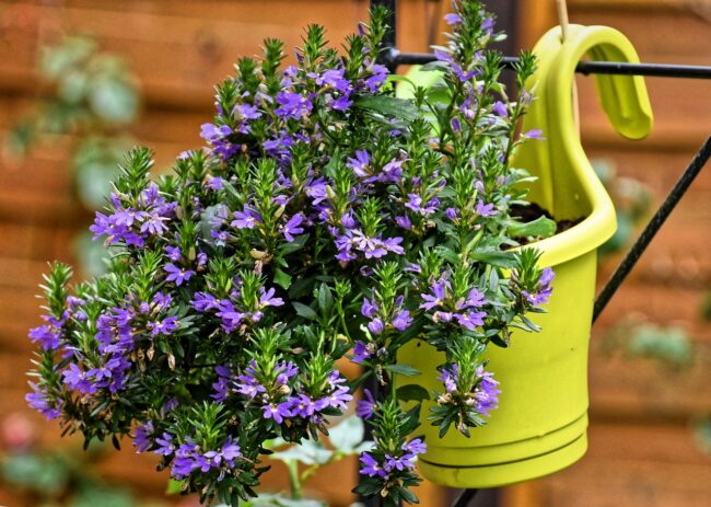 yellow hanging planter with purple flowers