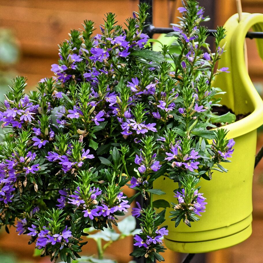 yellow hanging planter with purple flowers
